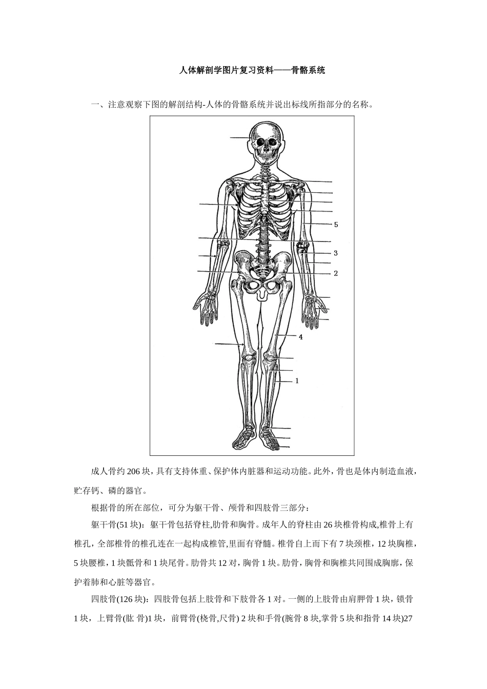 解剖学图片复习资料-骨骼_第1页
