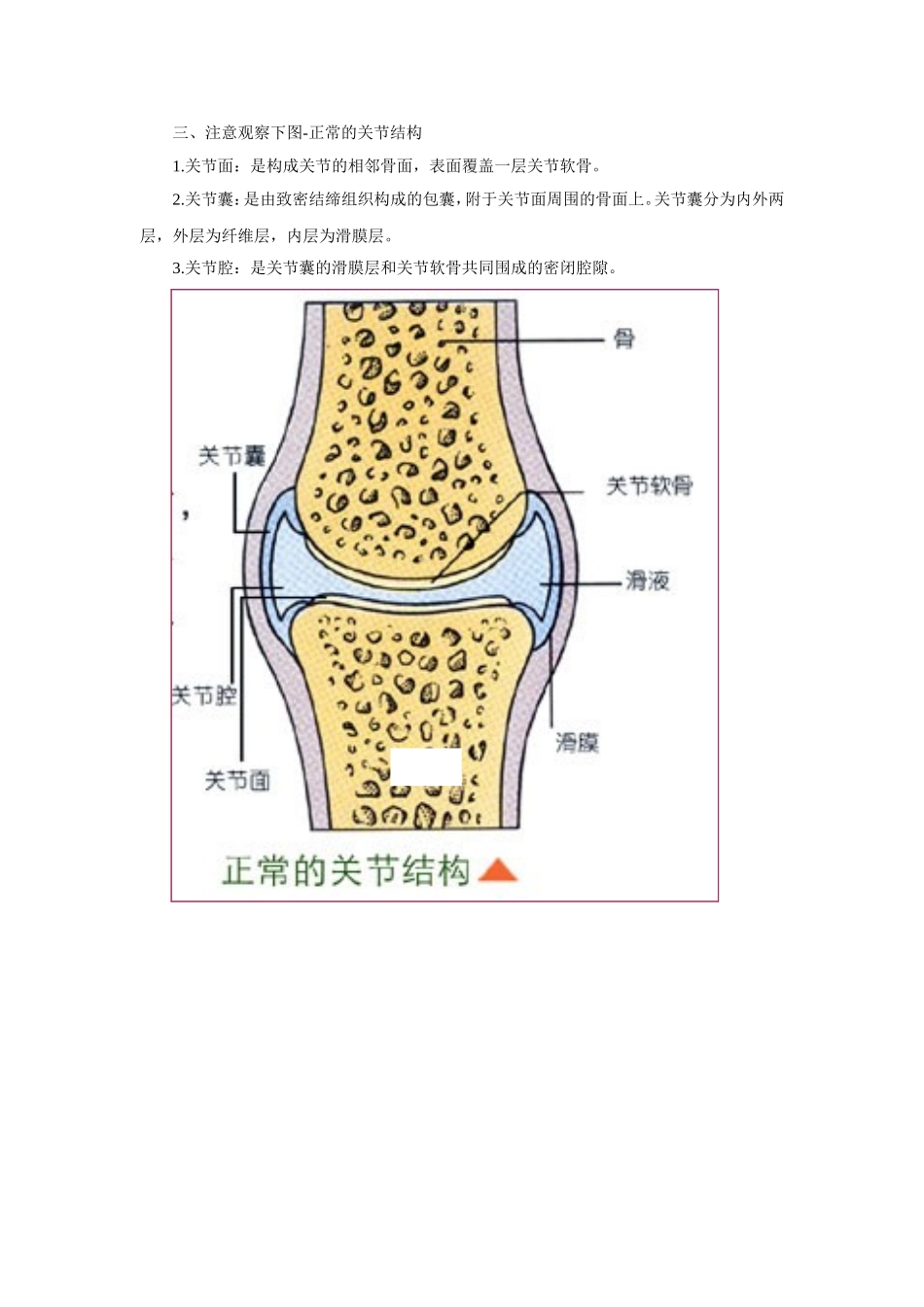 解剖学图片复习资料-骨骼_第3页