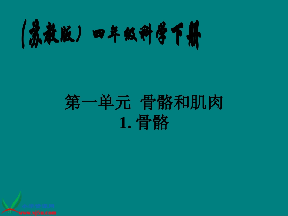 骨骼基础知识_第1页