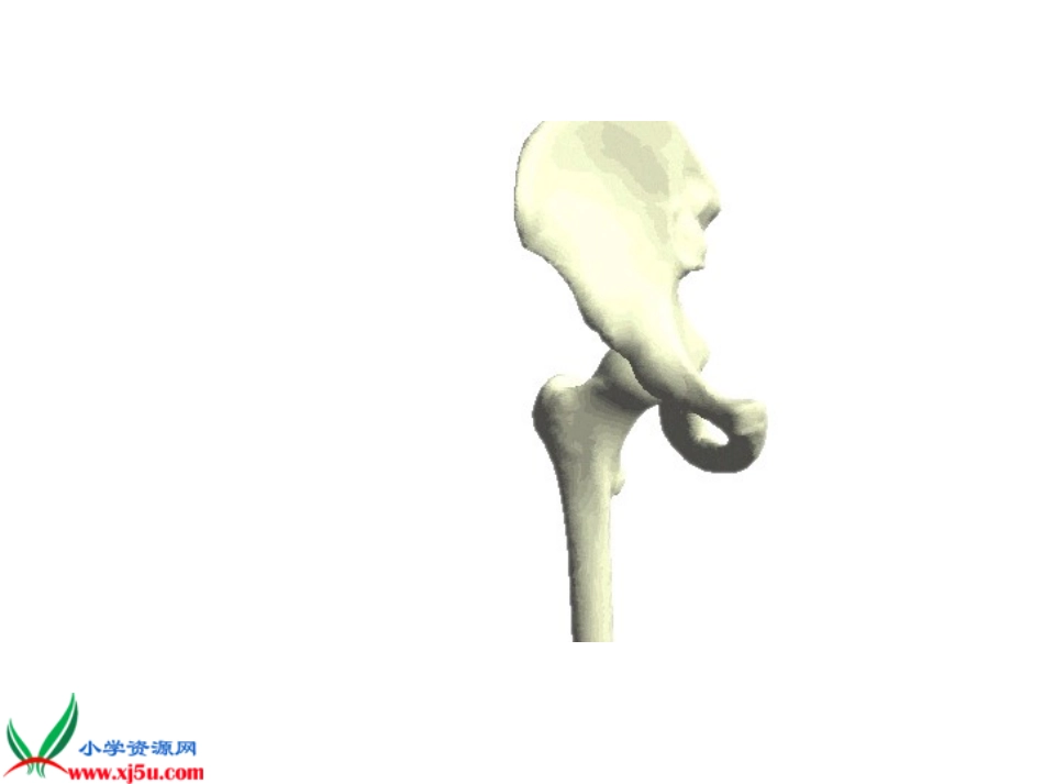 骨骼基础知识_第2页