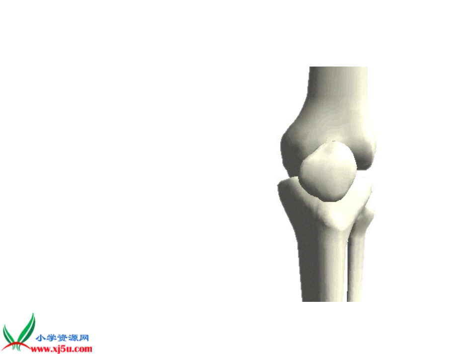 骨骼基础知识_第3页