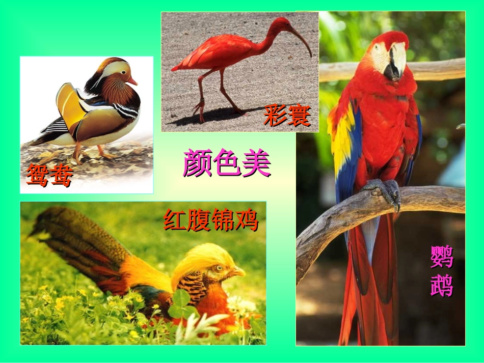 我喜欢的鸟课件_第3页