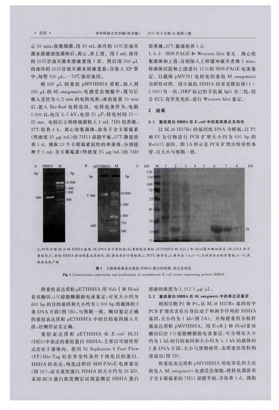 结核分枝杆菌抗原HBHA在耻垢分枝杆菌中的重组表达和鉴定_第3页