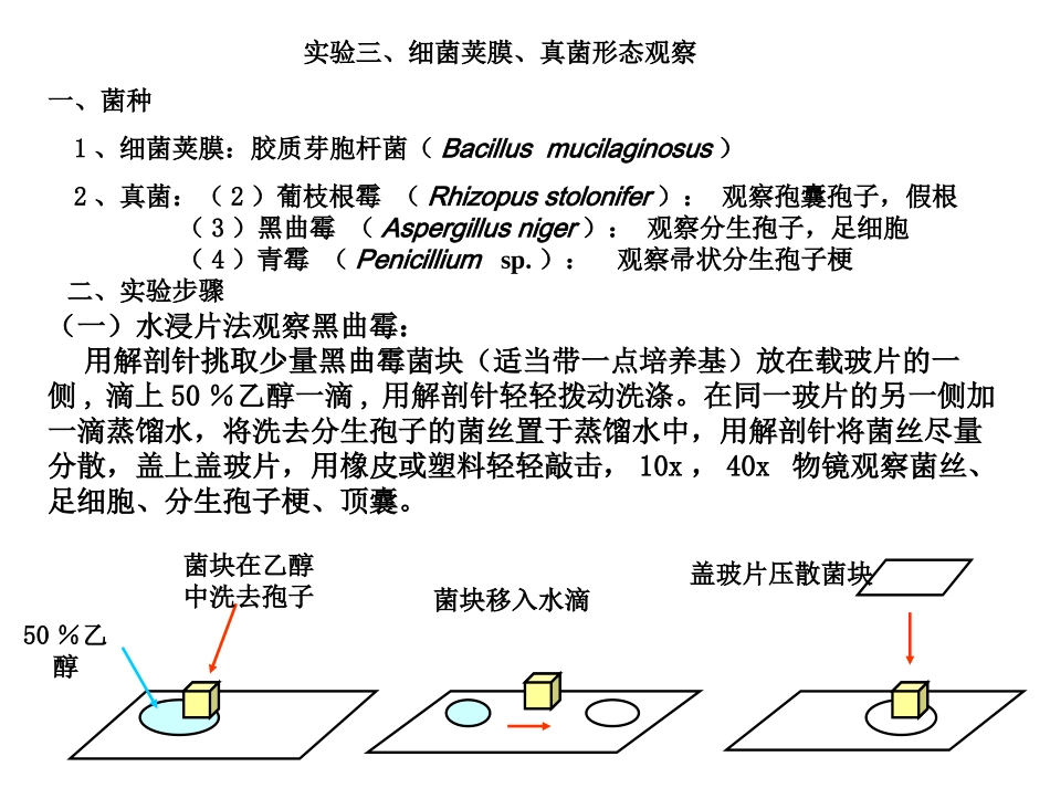 荚膜、真菌观察_第1页