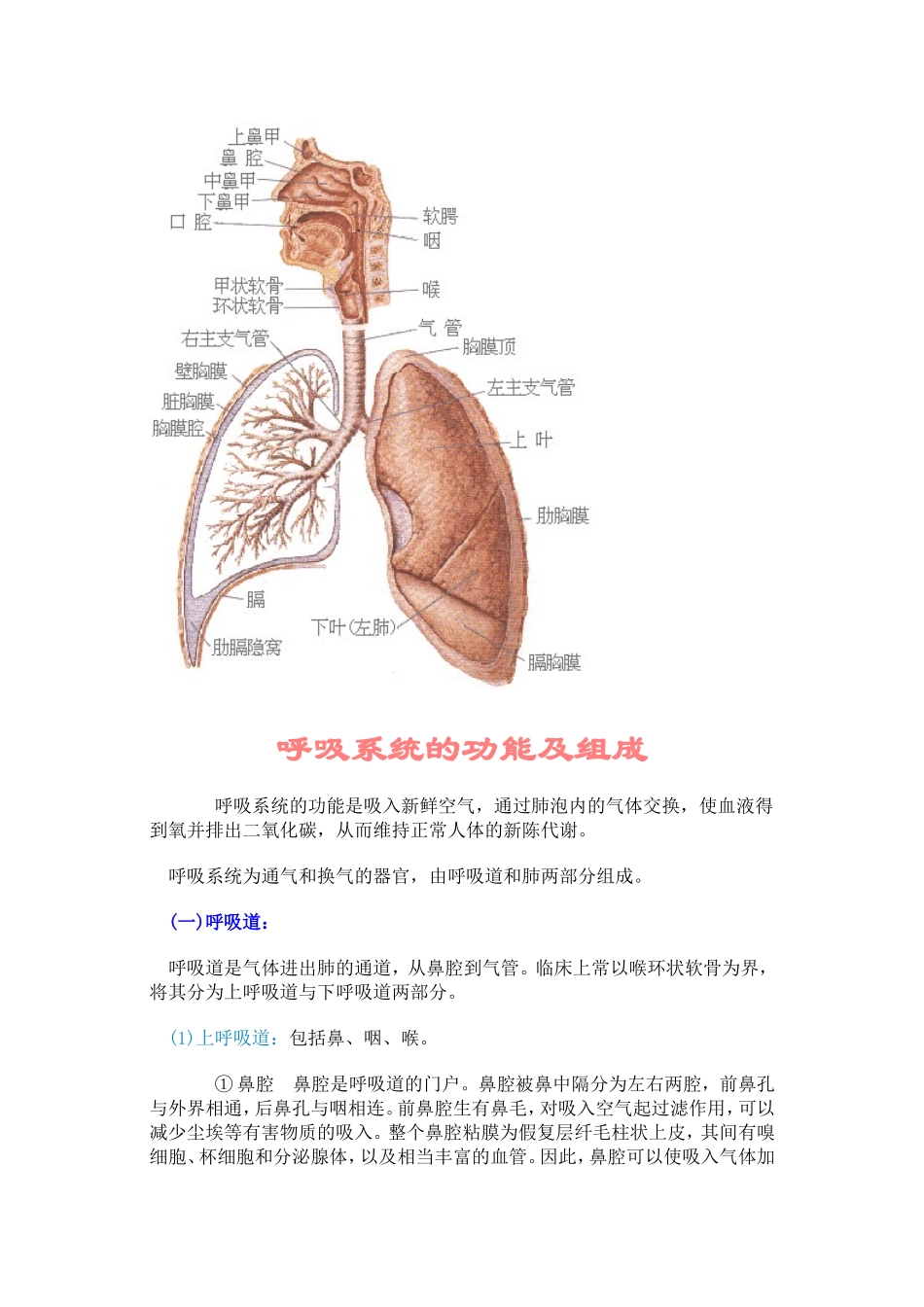 呼吸系统与消化系统认识_第2页