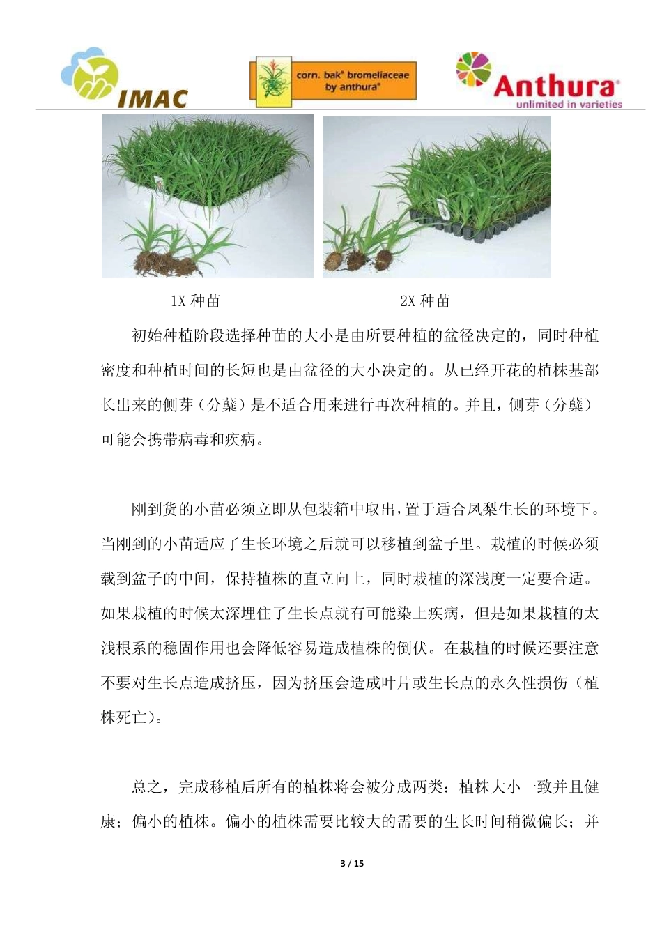 凤梨栽培指南_第3页