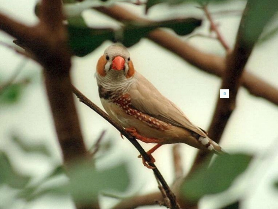 《珍珠鸟》课件（17页）_第2页