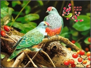 《珍珠鸟》课件（17页）