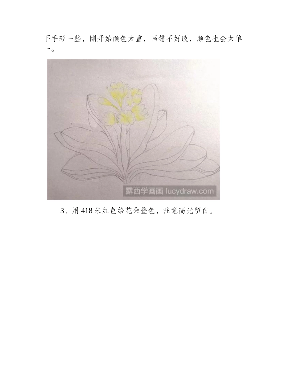 君子兰彩铅画怎么画_零基础学习花卉彩铅彩铅画教程1_第2页