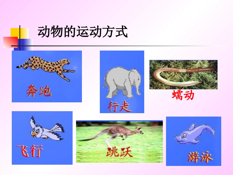 _动物的运动2_第2页