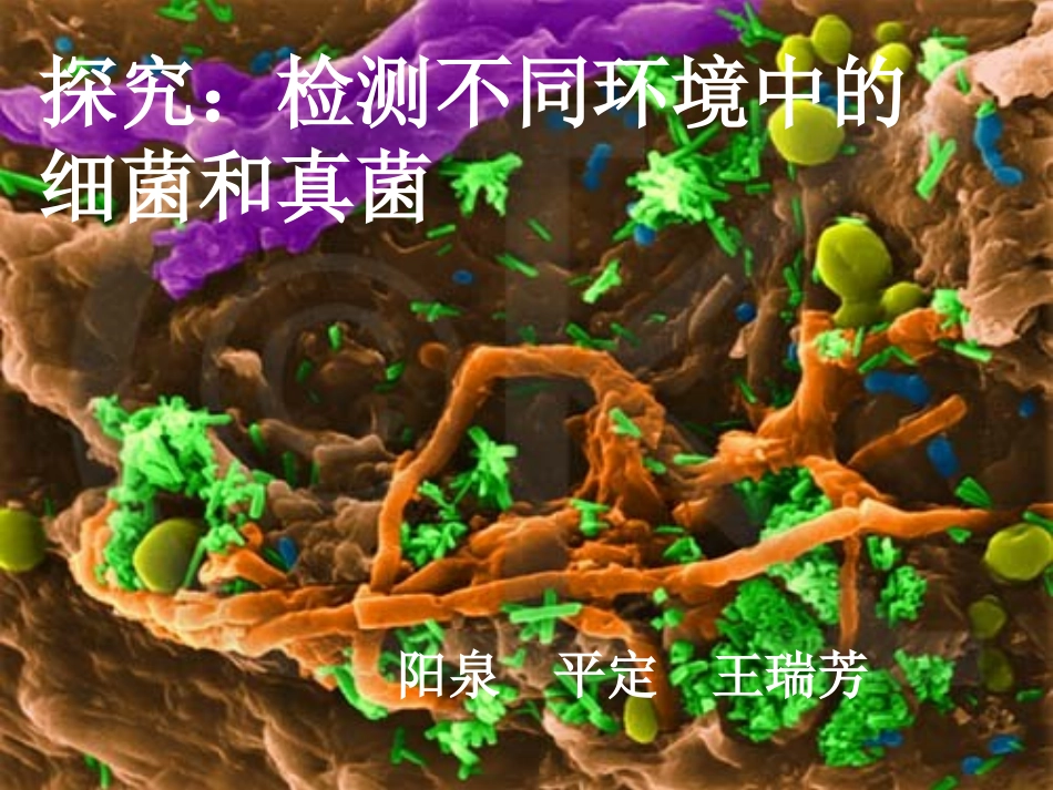 检测不同环境的细菌和真菌_第1页