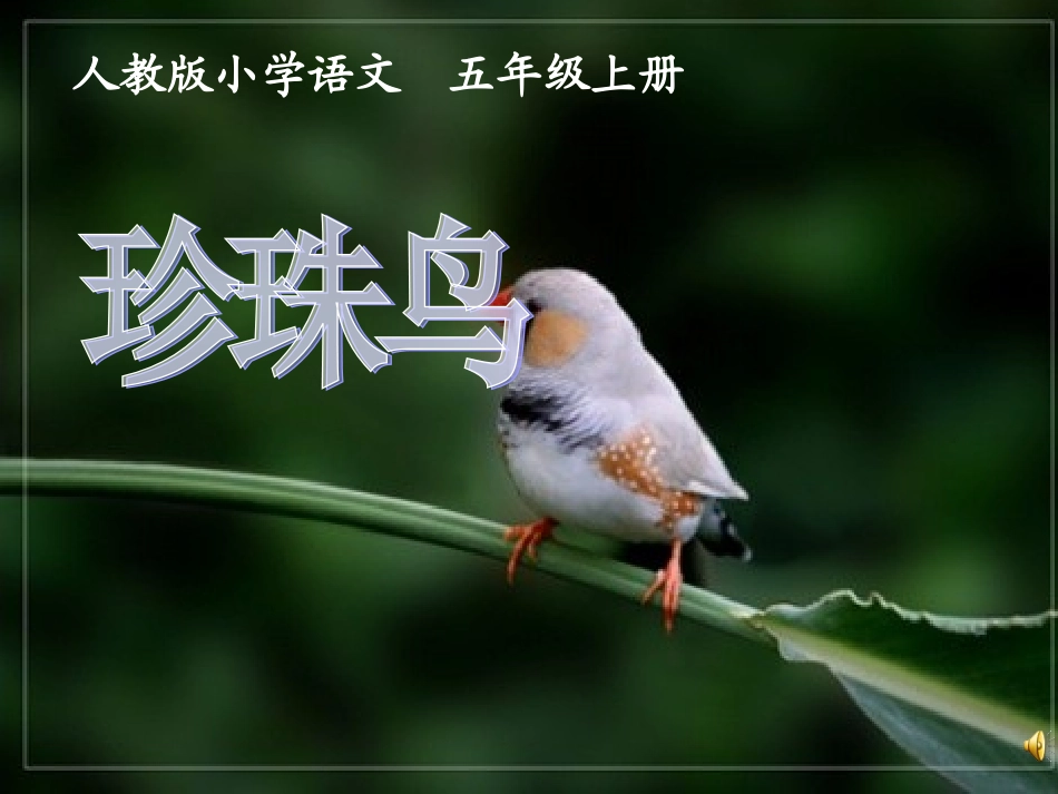 五上珍珠鸟课件_第1页