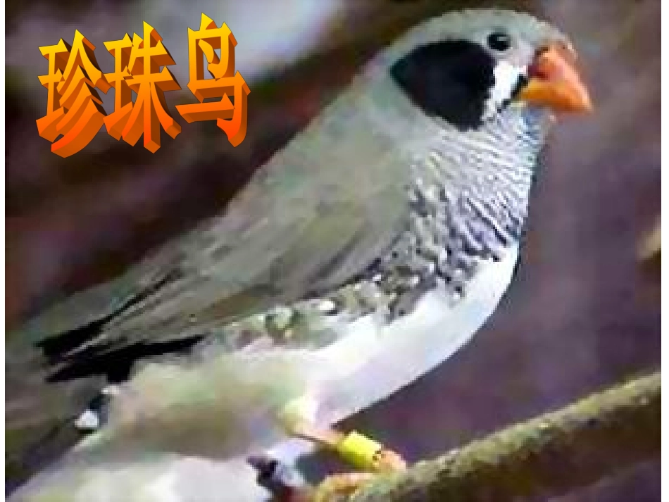 五上珍珠鸟课件_第2页