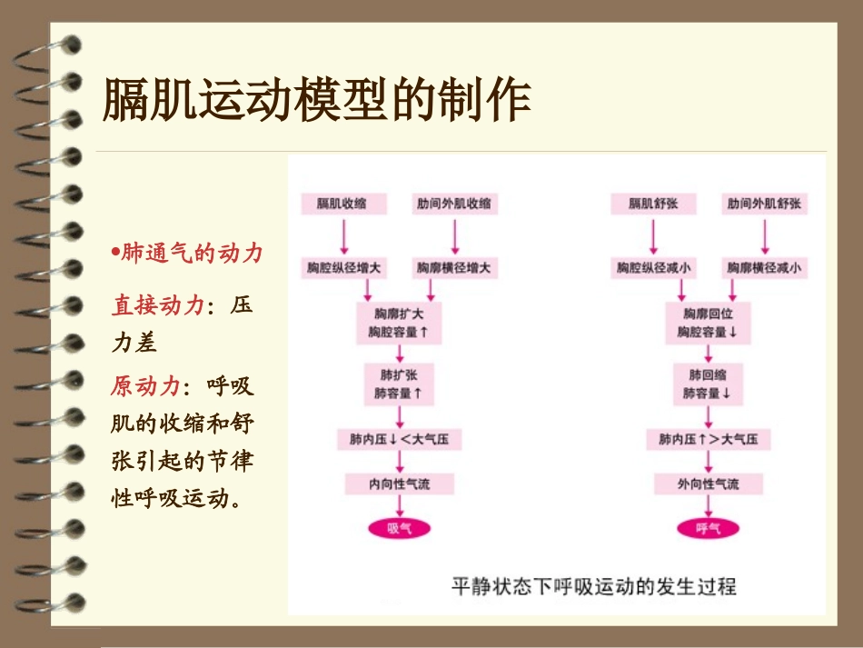 膈肌运动模型的制作_第3页