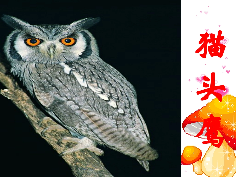 《跑进家来的松鼠》课件8_第3页