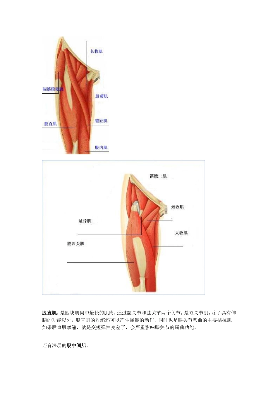 抗阻伸膝-下肢经典肌力练习_第2页