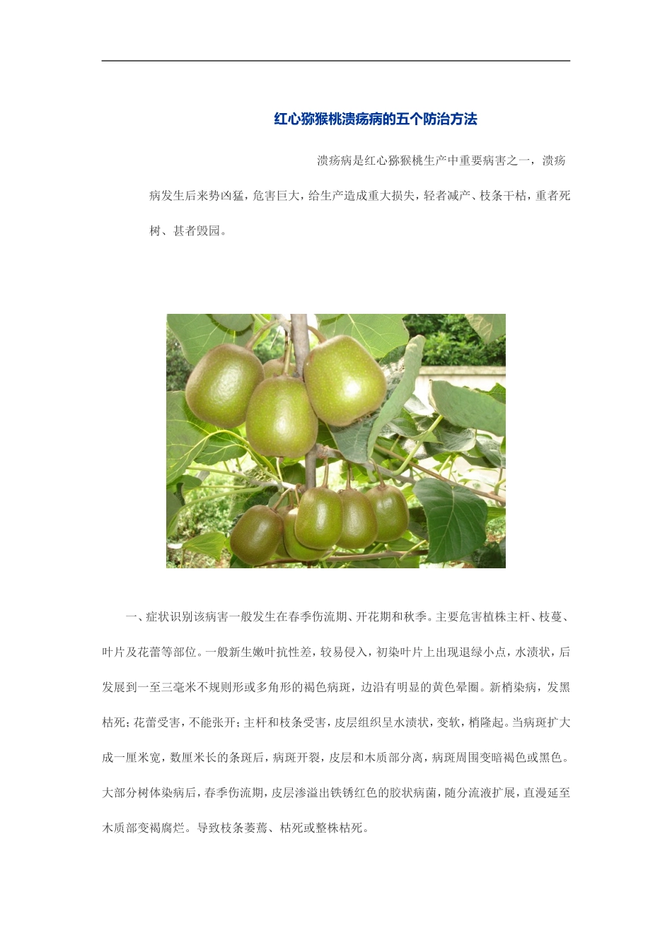 红心猕猴桃溃疡病的五个防治方法_第1页
