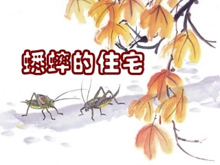 李娜同课异构《蟋蟀的住宅》课件-