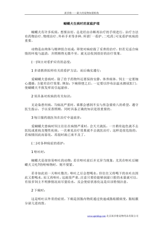 蝴蝶犬生病时的家庭护理