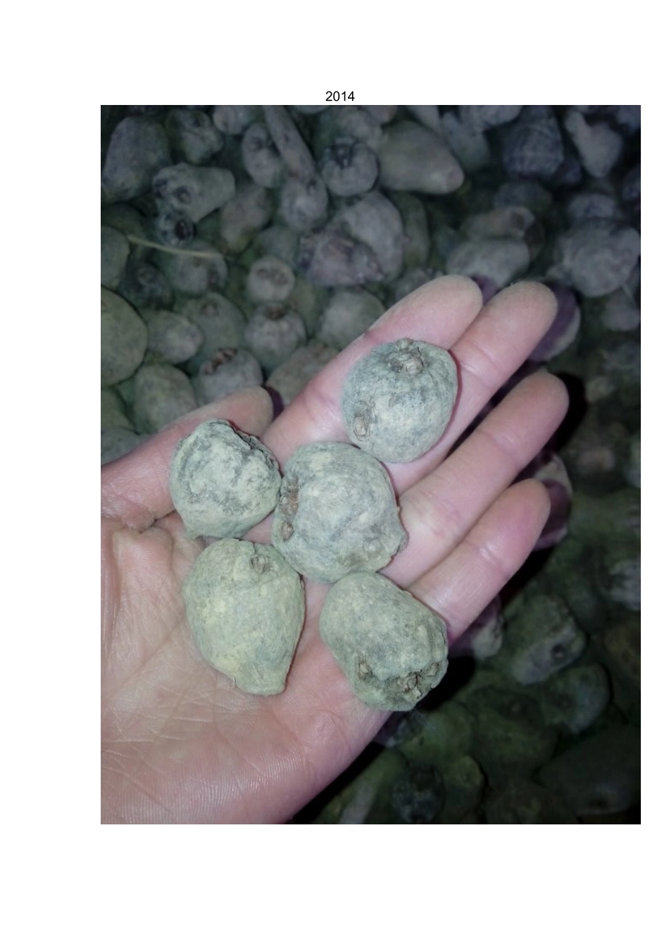 碱性土壤如何改良_第2页