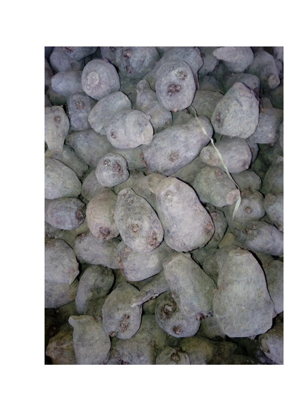 碱性土壤如何改良_第3页