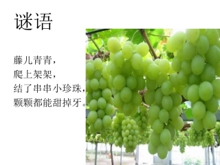 二年级下葡萄沟课件