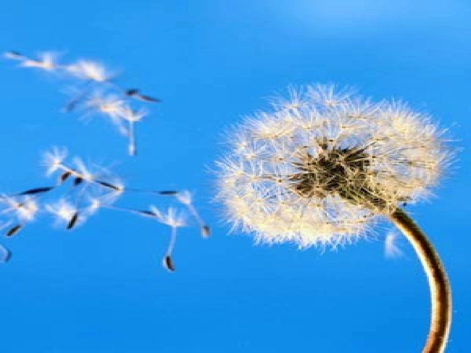 蒲公英的梦语文课件_s版四上_第2页