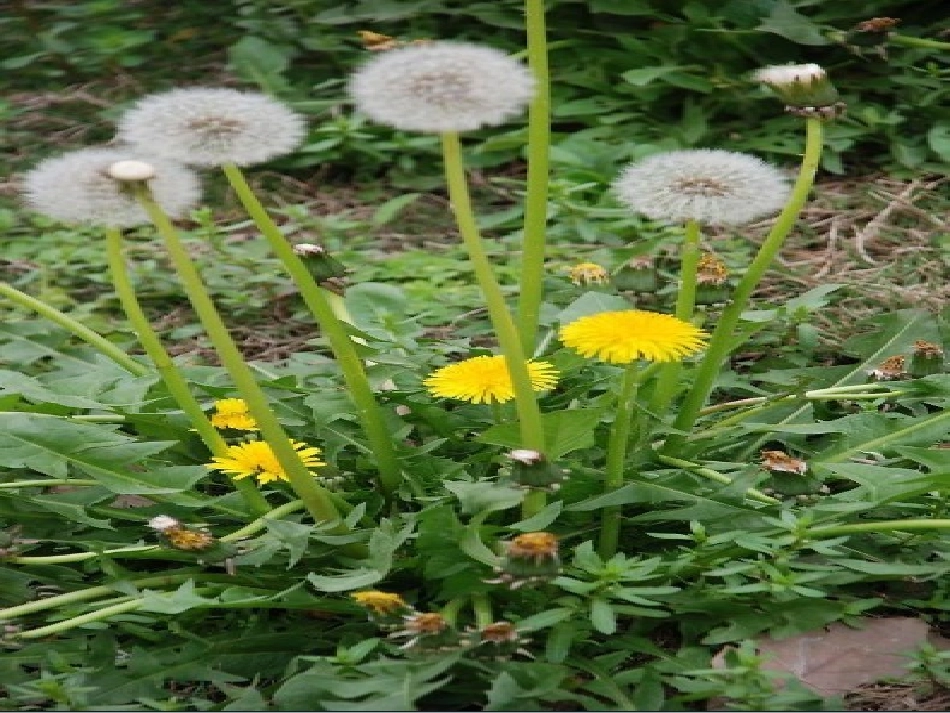 蒲公英的梦语文课件_s版四上_第3页