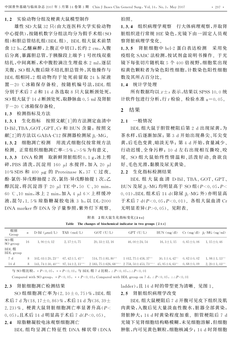 梗阻性黄疸大鼠肾细胞凋亡及bcl-2表达的作用_第2页