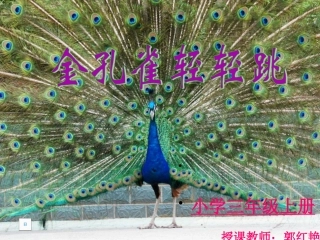 《金孔雀轻轻跳》课件