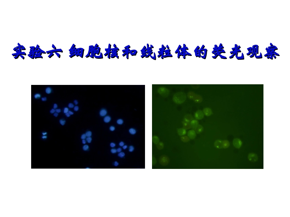 口腔上皮细胞的显微镜观察_第1页