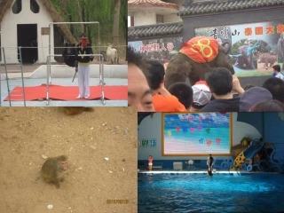 外研版七年级上英语Module6_A_trip_to_the_zoo复习课件