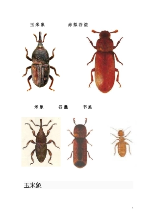 谷物中常见的害虫