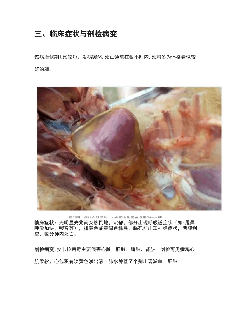 鸡安卡拉病有什么症状,如何进行鉴别诊断、预防和治疗_第3页