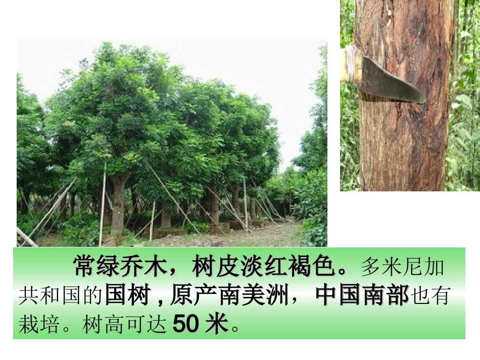 《桃花心木》_第3页