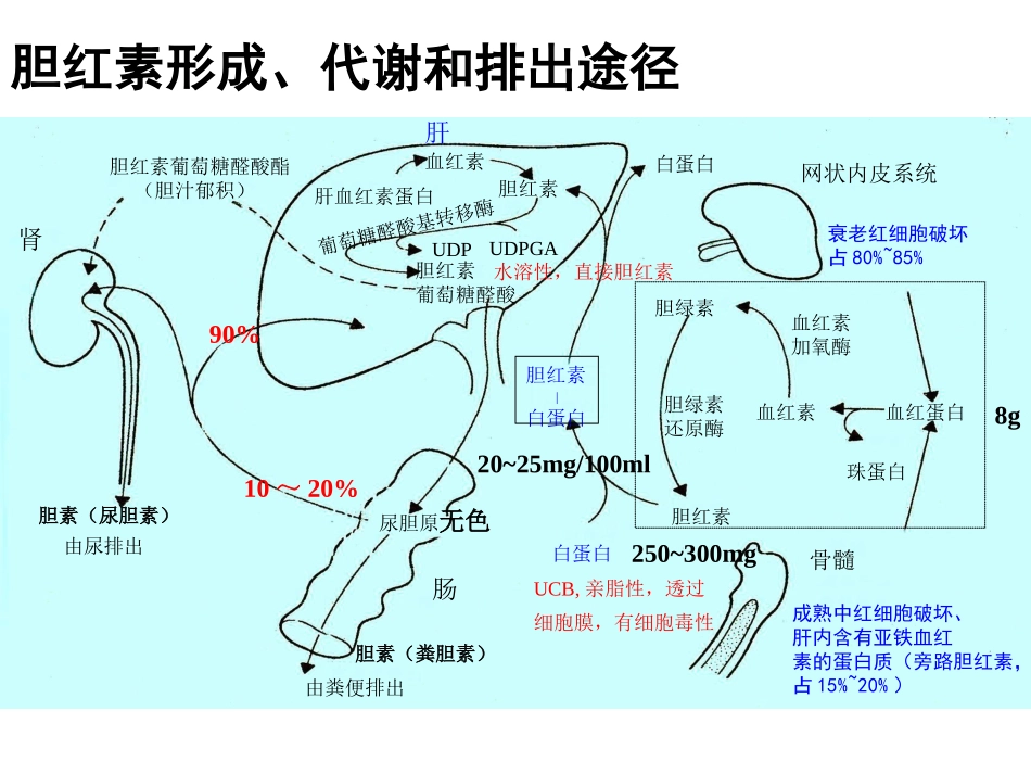 黄疸诊断与鉴别_第3页