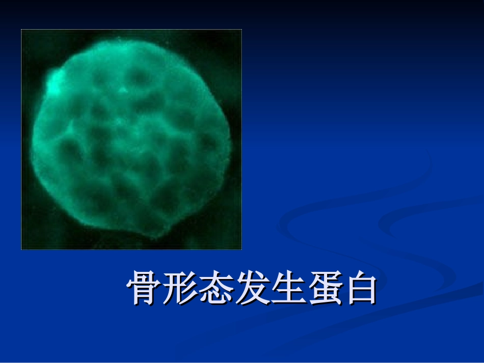 骨形态发生蛋白_第1页