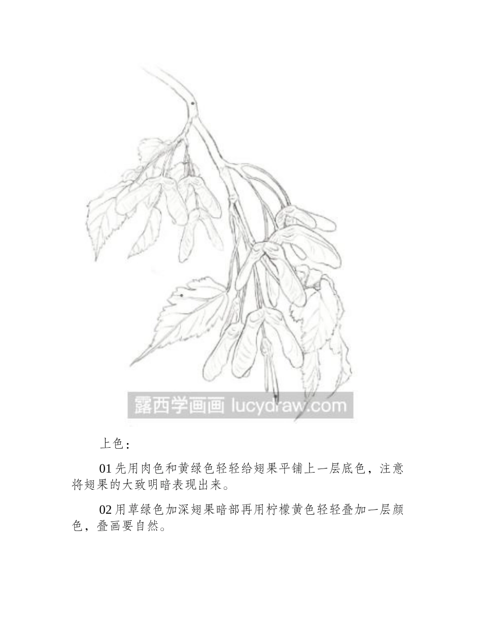 毛叶槭彩铅画教程彩铅画教程_第2页