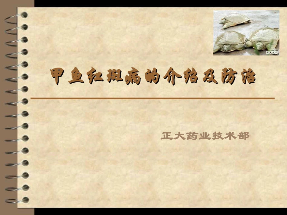 甲鱼红斑病的介绍_第1页