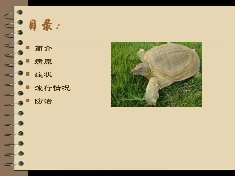 甲鱼红斑病的介绍_第2页