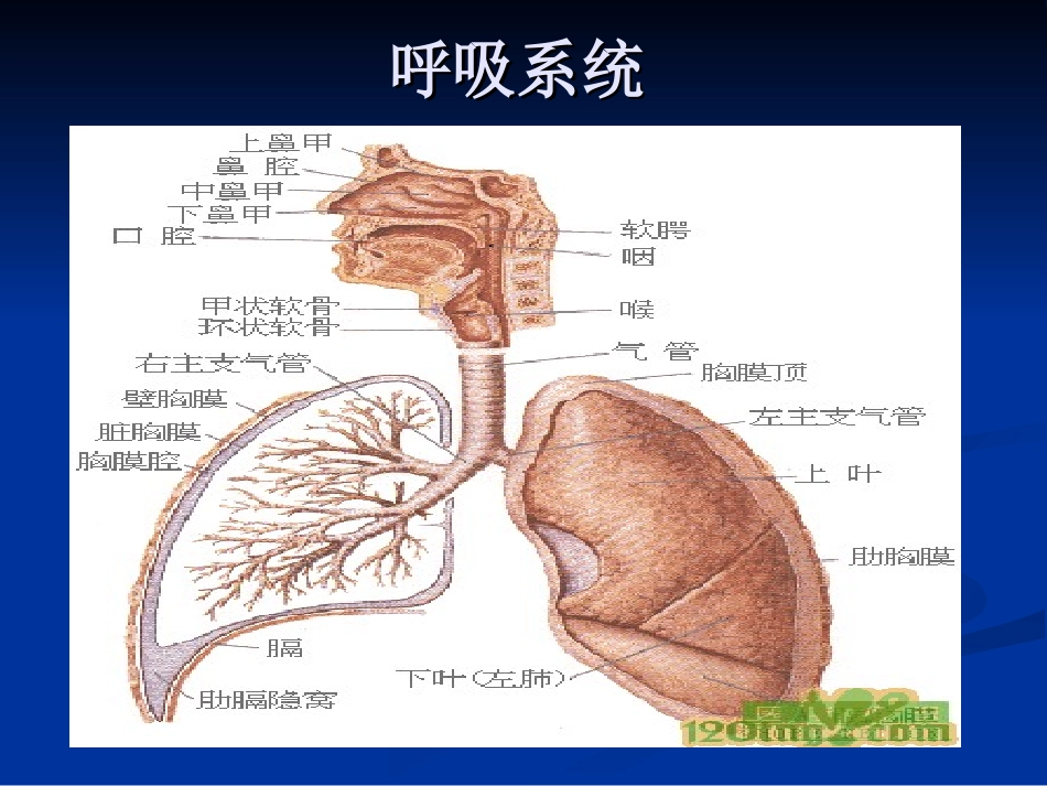 呼吸系统常见疾病的药物治疗_第2页
