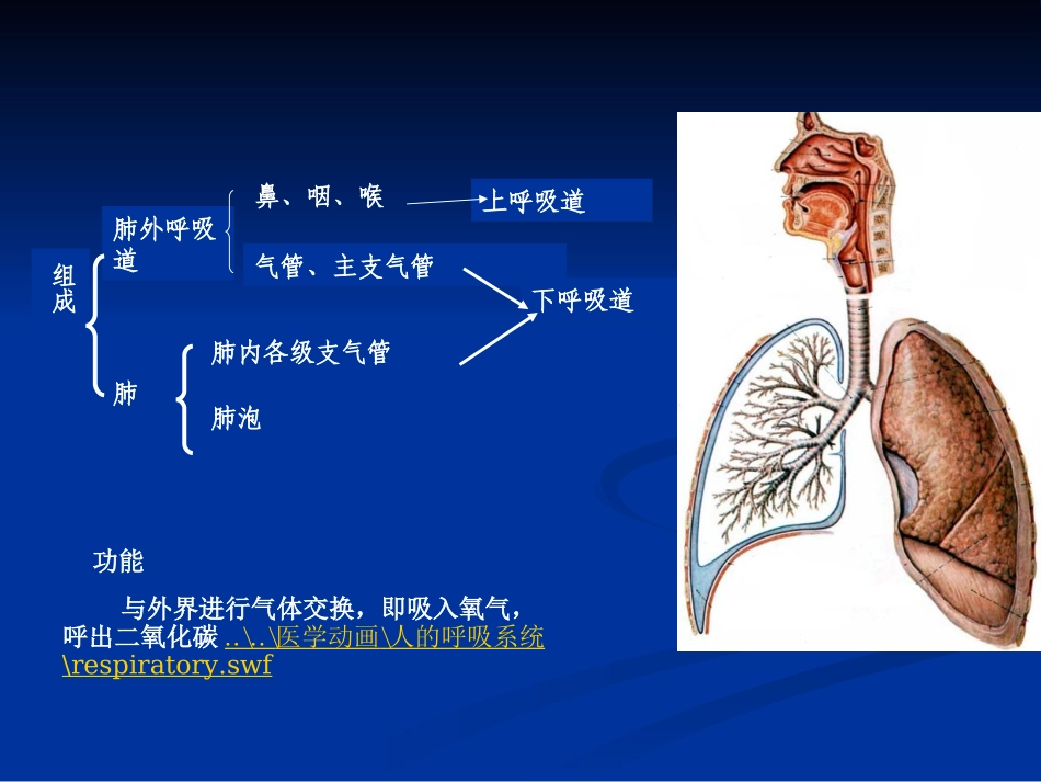 呼吸系统常见疾病的药物治疗_第3页