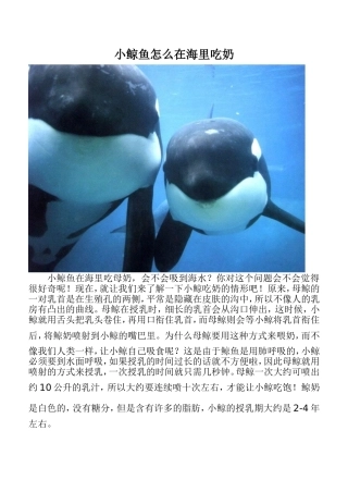 小鲸鱼怎么在海里吃奶
