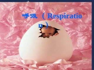 呼吸(Respiration)