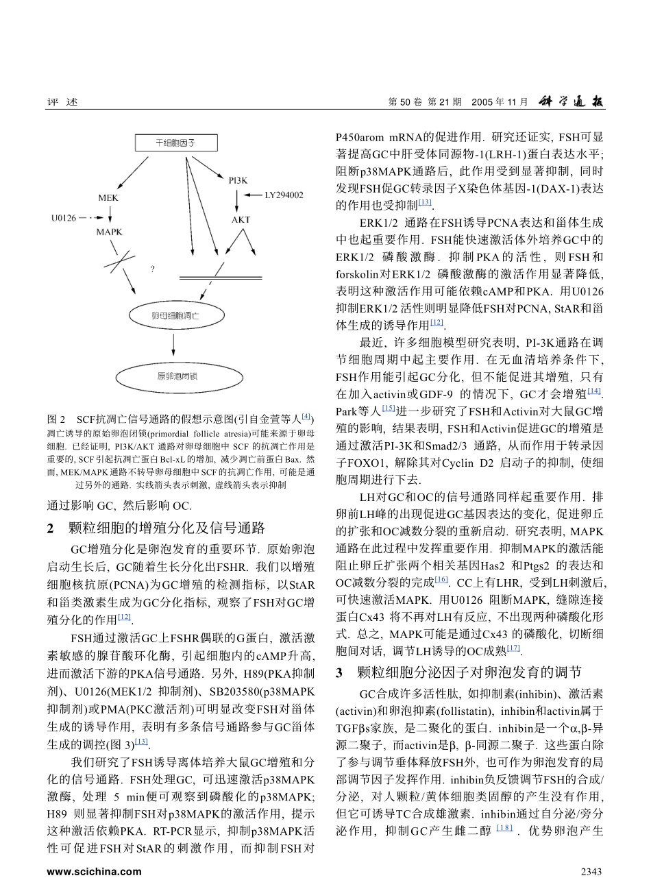 颗粒细胞的增殖分化及其在卵泡发育中的作用_第3页