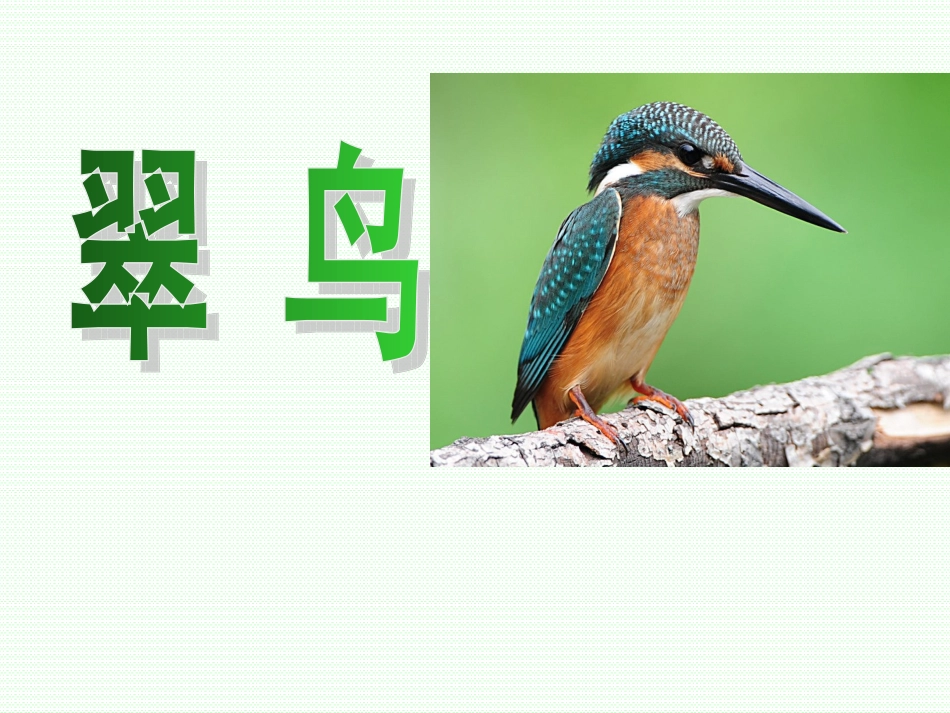 翠鸟使用课件_第1页