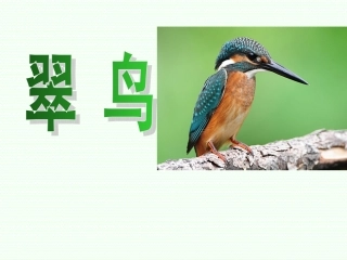 翠鸟使用课件