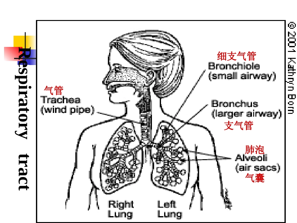 呼吸系统常见疾病的主要症壮和体征_第2页