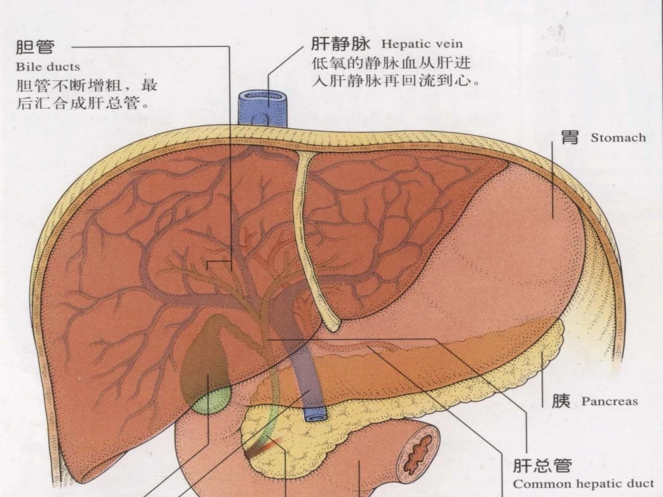 肝功能实验室检测_第2页
