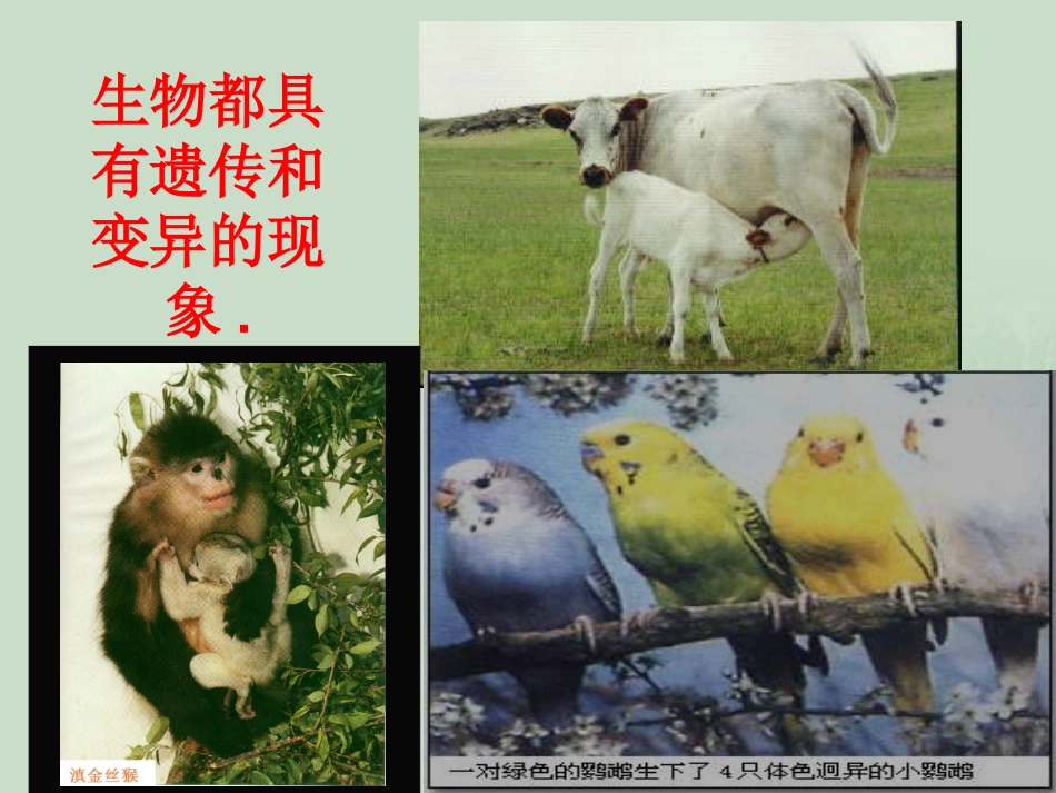 遗传的物质基础新人教整理_第1页